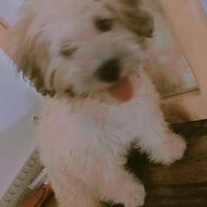 سگ شیتزوتریر