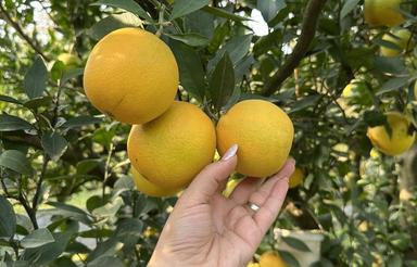 هزار متر باغ داخل بافت