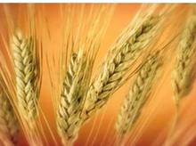 خریدار جو هستم کیلویی 90 چک 5ماهه چک صیادی در شیپور