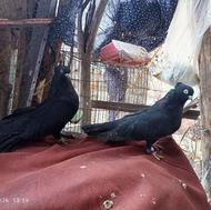 جفت کبوتر زاغ کشیده تزیینی