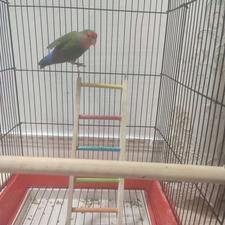 طوطی برزیلی