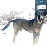 واگذری سگ عراقی