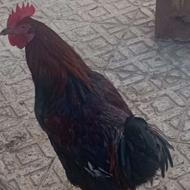 خروس بزرگ وسنگین