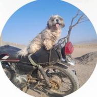 واگذاری سگ تربیت شده