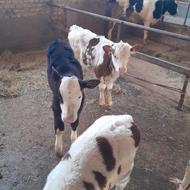 گاوباگوساله