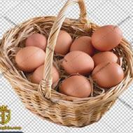 فروش تخم مرغ محلی ارگانیک به صورت کلی و جزئی