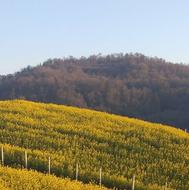 زمین کشاورزی باقابلیت مسکونی در متراژ کلی 4,500 مترمربع