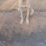 سگ سرابی اصل واگذاری