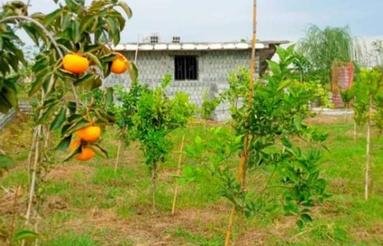 باغ مرکبات 1000 متر/سندتکبرگ/چاه اب دارد