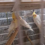 عروس هلندی و جوجه عروس