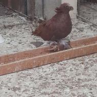 کبوتر تزینی بخارا نر