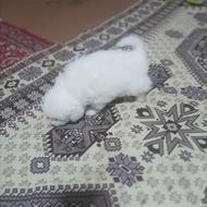 واگزاری تولە سگ شیدزو ترید