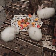 چهار عدد خرگوش سالم