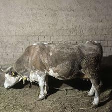 گاو سیمتال خوب