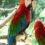 خریدارملنگو شاه طوطی سنگال ولوری