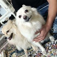 پامرین اشپیتز واگذاری