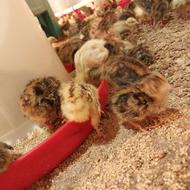 فروش جوجه یکروزه بلدرچین وفایی