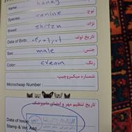 سگ شیتزو شناسنامه دار