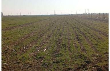 زمین کشاورزی