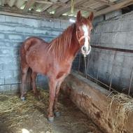 اسب ماده یورقه