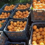 پرتغال تامسون شیرین آب دار