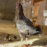 مرغ لاری نسلدار با چهارتا جوجه لاری عالی