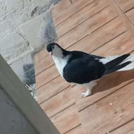 ساده مست عالی معاوضه با مرغ