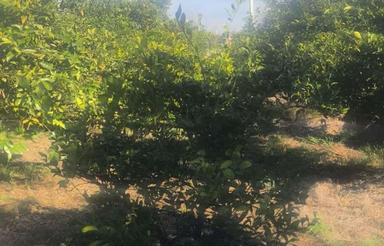 فروش زمین مسکونی وباغی 1700 متر در کبودکلا جاده قائمشهر