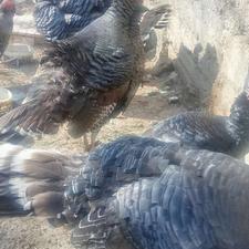 فروش بوقلمون