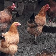 مرغ محلی ارگانیک