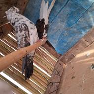 کبوتر پرشی .