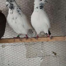 کبوتر پرشی‌