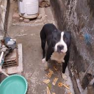 سگ پیت بول نگهبان واگذاری