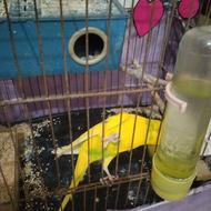 عروس هلندی و مرغ عشق