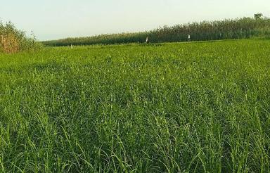 واگذاری زمین کشاورزی برای مناصبه