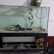 اکواریوم و چهارپایه فلزی پمپ هایلا aco318