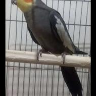 دو عدد عروس هلندی با قفس