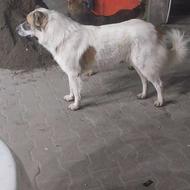 معاوضه با سگ شکاری