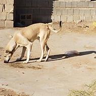 واگذارتوله اصل سراب هشت ماهه