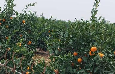 خونه باغ 700متری شهرگتاب