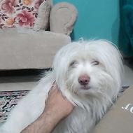 واگذاری سگ اشپیتز رایگان