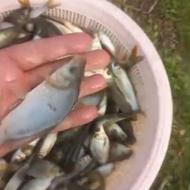 انواع ماهی گرمابی