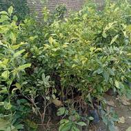 فروش نهال نارنج آماده پیوند سه ساله پرریشه