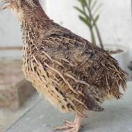 بلدرچین گوشتی و تخمگذار