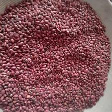 لوبیا قرمز