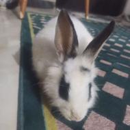 دوعدد خرگوش ماده ویکی لپ و یکی چشم دورنگ