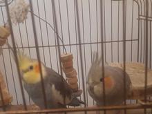 عروس هلندی در شیپور