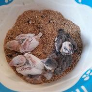 فنچ نرگسی سرلاکی