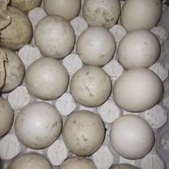 تخم اردک اسرائیلی نطفه دار