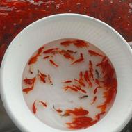 فروش عمده ماهی قرمز ب سراسر ایران